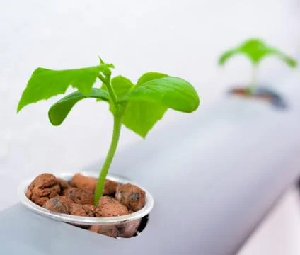 Vegetables hydroponics farm. Hydroponics method of growing plants. Stock Photos