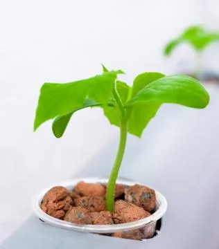 Vegetables hydroponics farm. Hydroponics method of growing plants. Stock Photos