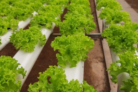 Vegetables hydroponics farm Stock Photos