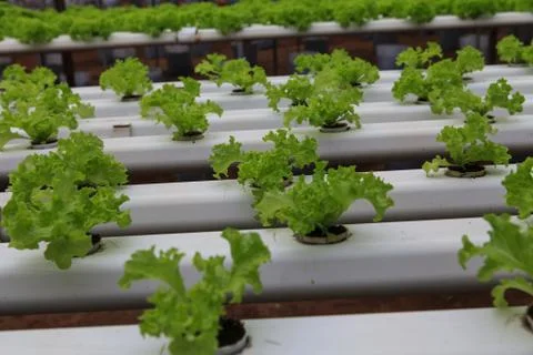 Vegetables hydroponics farm Stock Photos