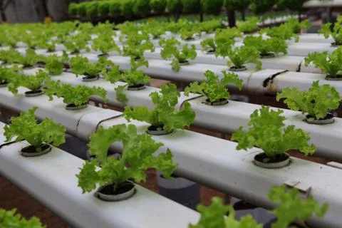 Vegetables hydroponics farm Stock Photos