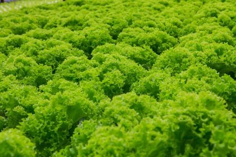 Vegetables hydroponics farm Stock Photos