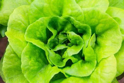 Vegetables hydroponics farm Stock Photos