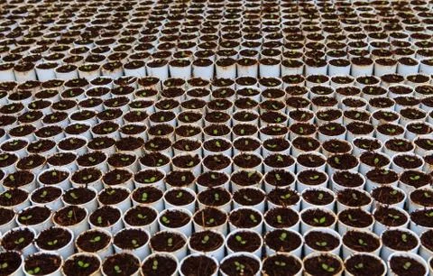 Vegetables hydroponics farm Stock Photos