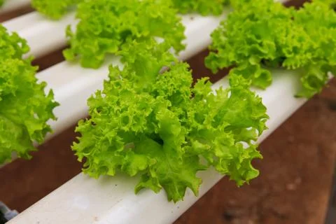 Vegetables hydroponics farm Stock Photos