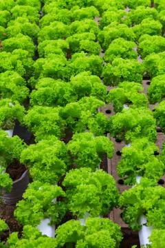 Vegetables hydroponics farm Stock Photos