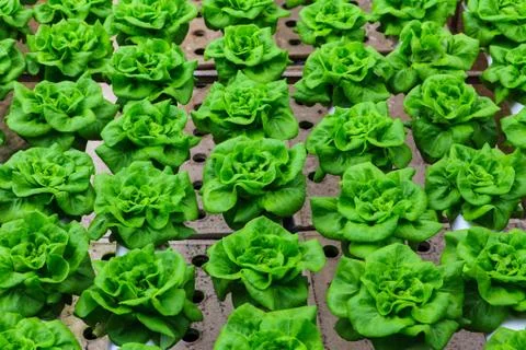 Vegetables hydroponics farm Stock Photos