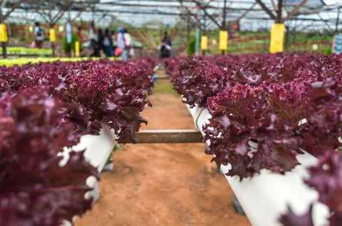 Vegetables hydroponics garden Foto stock
