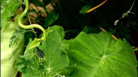 Vegetables in kitchen garden Stock Footage 79201329