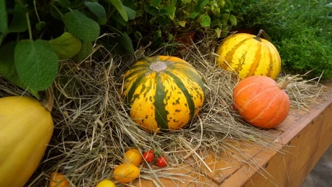Vegetables on the market Stock Footage 104680737