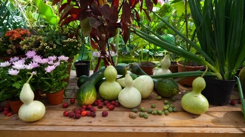 Vegetables on the market Stock Footage 104680904