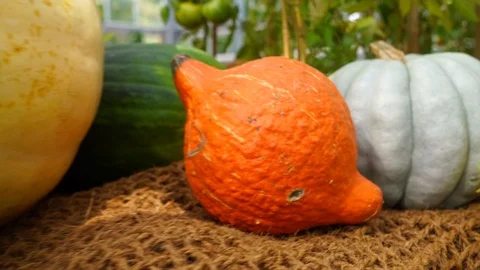 Vegetables on the market Stock Footage 104680923