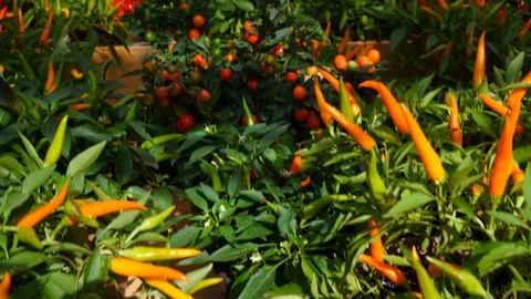 Vegetables on the market Stock Footage 104680960
