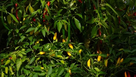 Vegetables on the market Stock Footage 104680969