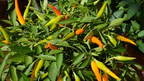 Vegetables on the market Stock Footage 104680983