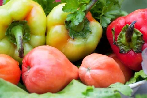 Vegetables Stock Photos