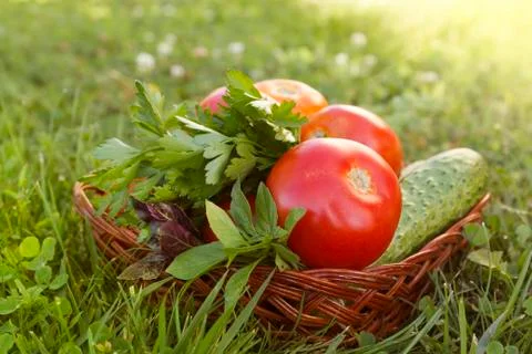 Vegetables Stock Photos