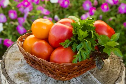 Vegetables Stock Photos
