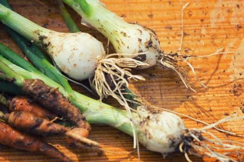Vegetables. Stock Photos