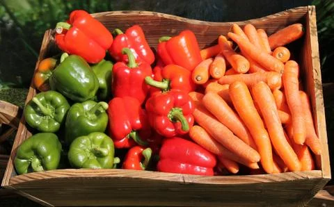 Vegetables. Stock Photos
