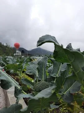 Vegetables Stock Photos
