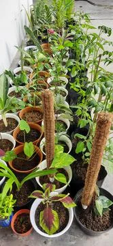 Vegetables Stock Photos