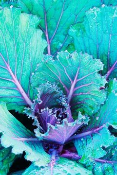 Vegetables Stock Photos