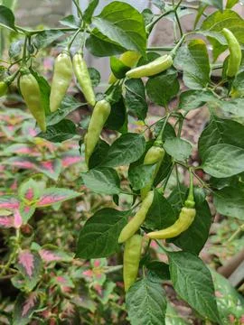 Vegetables Stock Photos