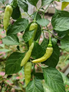 Vegetables Stock Photos