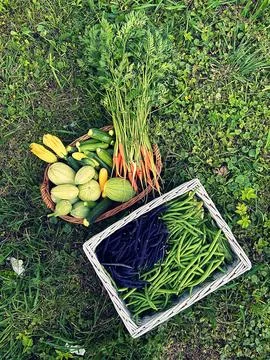 Vegetables Stock Photos