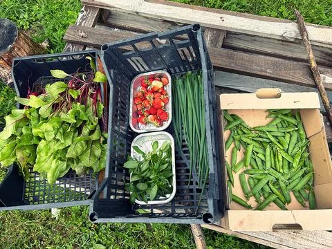 Vegetables Stock Photos
