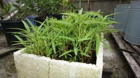 Vegetables Stock Photos