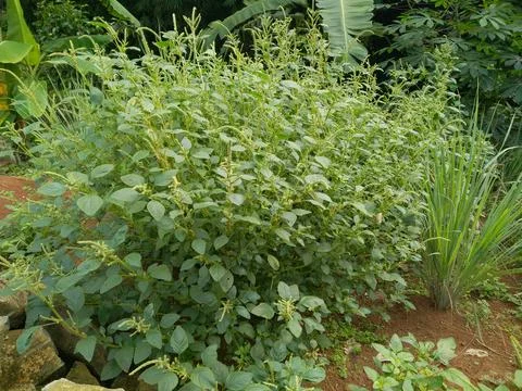 Vegetables Stock Photos