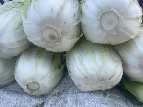 The vegetables Stock Photos