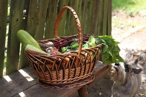 Vegetables Stock Photos