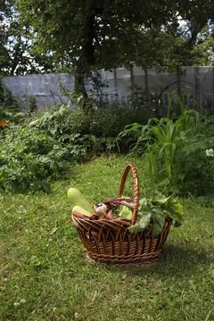 Vegetables Stock Photos