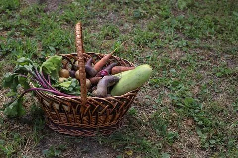 Vegetables Photos