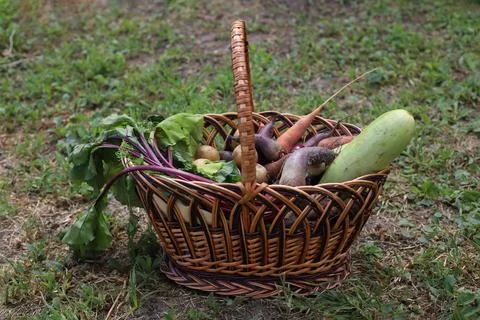 Vegetables Stock Photos