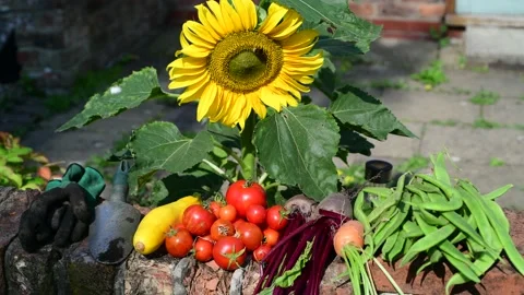 Vegetables picked in garden uk Stock Footage 160480435