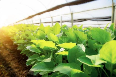 Vegetables on plot with sunlight. Stock Photos