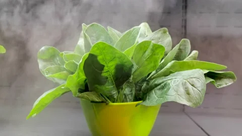 Vegetables in the restaurant freezer Stock Footage 155961525