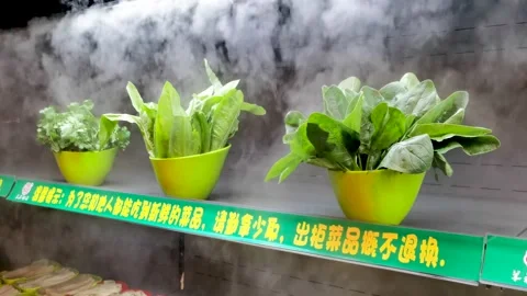 Vegetables in the restaurant freezer Stock Footage 155961536