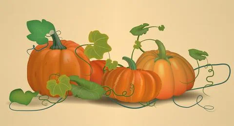 Vegetables, ripe pumpkins, harvest from the fields. Vector. Illustrazione stock