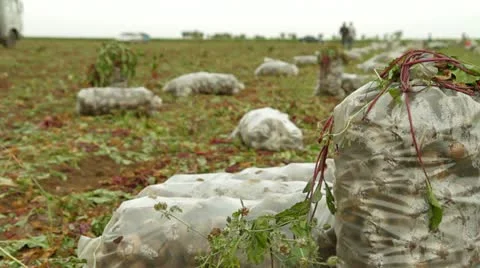 Vegetables: Sacks Of Beetroot Stock Footage 22279456