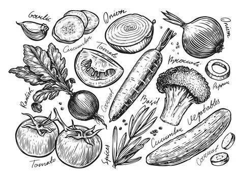 Vegetables set drawn sketch. Farm organic food vintage vector illustration Stock Illustration