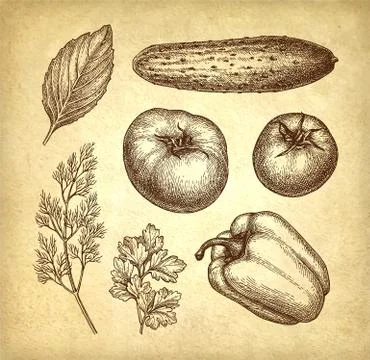 Vegetables set on old paper background. Stock Illustration