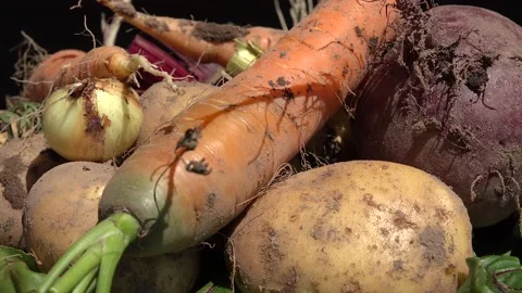 Vegetables shot in a studio against a black background Stock Footage 239619618