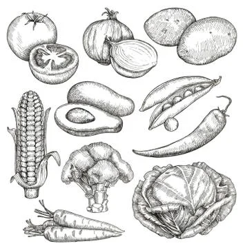 Vegetables, sketches, hand drawing, vector set Stock Illustration