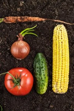 Vegetables on the soil Foto stock