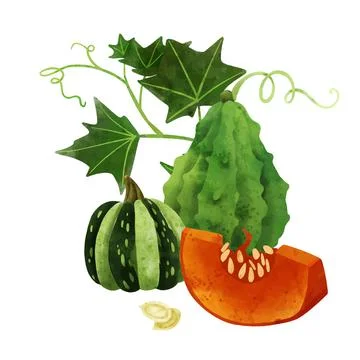 Vegetables, Summer harvest composition, hand drawn vector Stock Illustration